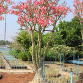 10 Thai  Adenium Obesum Yak Saudi 3(Desert Rose) Bonsai Seeds Fresh Flower New Seeds (Original Thai Seeds)